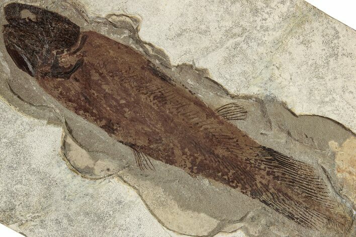 Mississippian Coelacanth (Caridosuctor) Fossil - Montana #232133